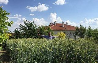 İskilipçi çiftçilere siyez tohumu dağıtıldı