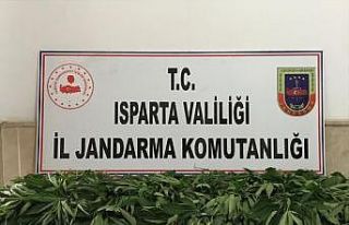 Isparta’da 158 kök Hint keneviri ele geçirildi