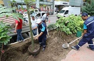 İzmit Yürüyüş Yoluna yeni çınar ağacı