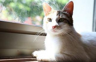 Kadıköy Belediyesi çalışanlarının mesai arkadaşı...