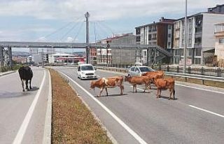 Karayolunda başıboş hayvanlar trafiği tehlikeye...