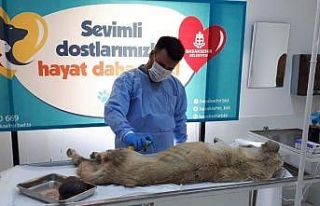 Karnındaki kistle yaşam mücadelesi veren sokak...