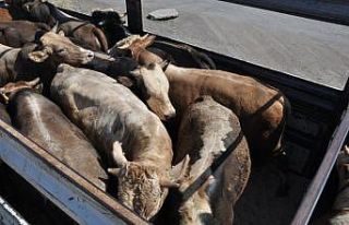Kars’tan Karadeniz’e kurban sevki