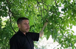 Kayısı üzdü, ceviz yüz güldürdü