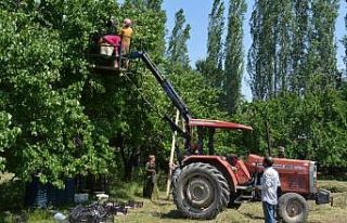 Kayısılar artık daha kolay toplanacak