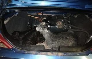 Keçileri kaçıramadan yakalandılar