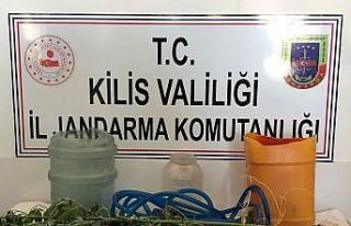 Kilis’te kenevir operasyonu