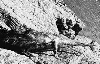 Kıyıya vuran yavru yunus ekipleri harekete geçirdi