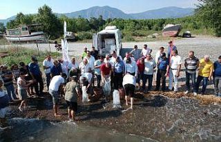 Köyceğiz Gölü’ne 180 bin yavru sazan bırakıldı