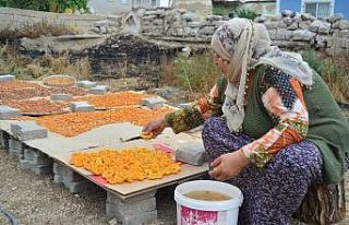Köylerde kayısı kurutma işlemi başladı