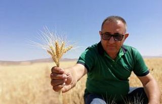 Kuraklık buğday verimini yüzde 60 düşürdü