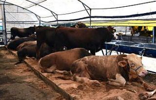 Kurban satış yerlerinde hazırlıklar devam ediyor