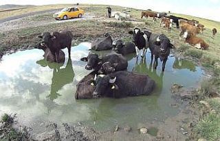 Kurbanlık mandaların çamur keyfi