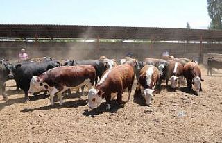 Kurbanlıklar görücüye çıktı