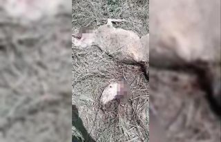 Kurtlar koyunları telef etti