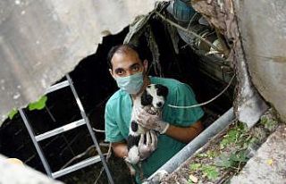 Kuyuya düşen köpek yavrularını beledi ekipleri...