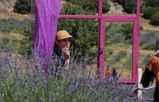 Lavanta tarlalarına ilgi giderek artıyor