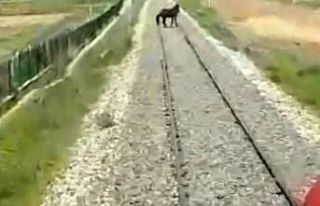 Makinistin dikkati sayesinde at kurtuldu