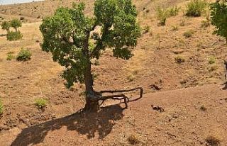 Meşe ağaçları koruma altına alınıyor