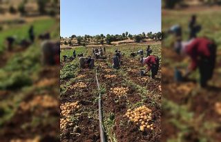 Midyat’ta patates hasadı yapıldı