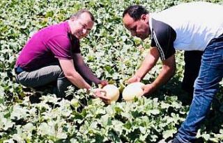 Mut’ta kavun üretiminden bu yıl 10 bin ton rekolte...