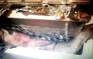 Ölü orkinosu evine götürdü