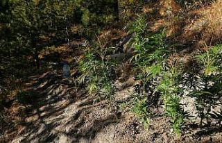 Ormanda kenevir yetiştiren şahıs jandarmaya yakalandı