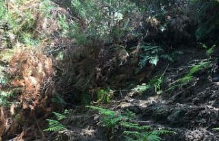 Ormanlık alana ekilmiş 512 kök hint keneviri ele...