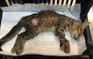 (Özel) Kediyi önce saçmayla vurdular, sonra işkence...