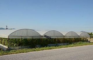 (Özel) Kırkağaç’ta seracılığa ilgi artıyor