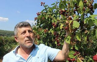 (Özel) Tadına bakanların hayran olduğu böğürtlen...