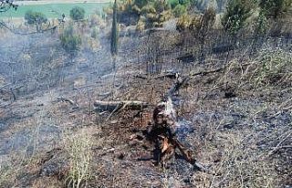 Piknik alanında çıkan yangında binlerce çam kül...