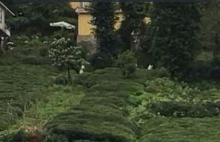 Rize’de ayı çay bahçesine girdi