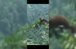 Sansarın karayemiş keyfi