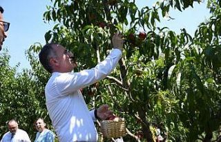 Şeftali hasadı festivalle başladı