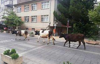 Şehir merkezinde dolaşan büyükbaş hayvanlar trafikte...