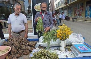 Şifa Arayanlar ‘Civanperçemine’ ilgi gösteriyor