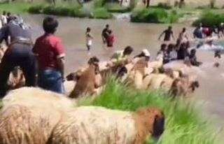 Siirt’te koyunları sudan geçirme geleneği sürüyor
