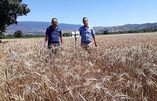Simav’da buğday çeşit denemeleri
