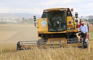 Sivas’ta buğday hasadı yüz güldürmedi