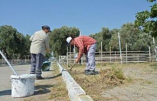 Söke’de Hayvan Pazarı Kurban Bayramı’na hazır