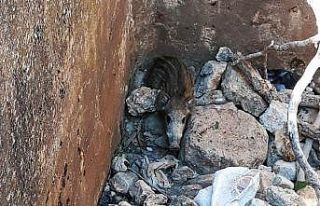 Su havuzuna düşen yavru domuzu itfaiye kurtardı