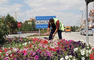 Şuhut’ta çiçekler açıyor