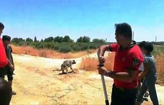 Sulama kanalına düşen köpek kurtarıldı