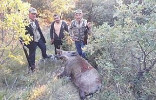 Tarlaları talan eden domuzlar avcıların hedefi...