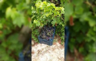Tarsus’ta bağdan 500 kilo üzüm çalan hırsız...