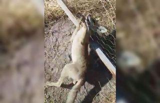 Tele sıkışan tilkiyi kurtardı