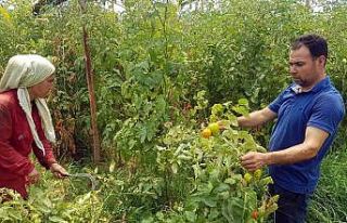 Tozla baş edemeyince seradaki domateslerini söktü