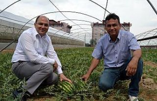 Türkiye’deki mahkumların ağzını ’Cihan’...