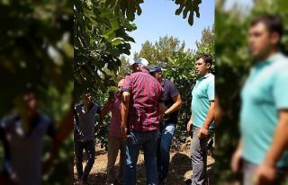 Uzmanlar incirdeki dökülme olayını yerinde inceledi